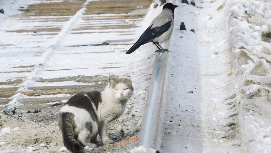 Сидели, мурчали и хвостами качали. Какие кошки обитают на улицах Барнаула весной