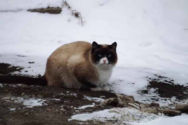 Слишком важный кот.