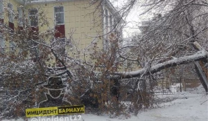 Деревья рухнули на автомобили.