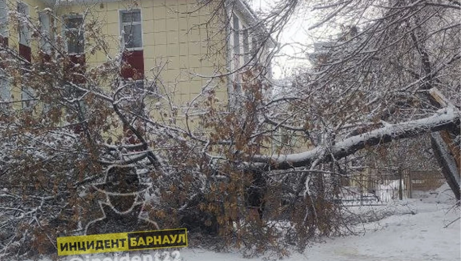 Деревья стали валиться на припаркованные авто у домов Барнаула