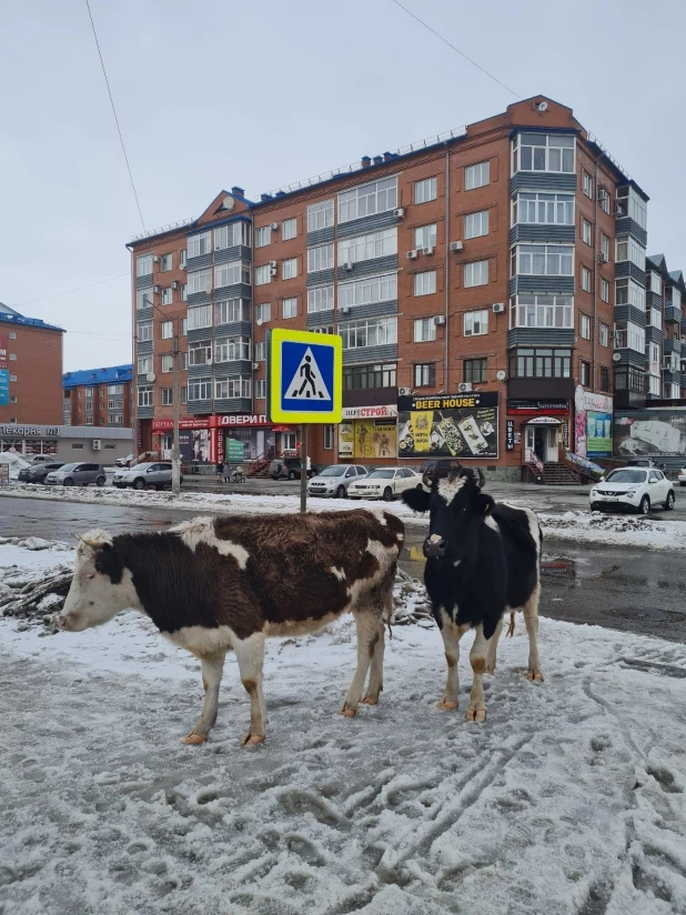 Коровы в Зеленом клине 