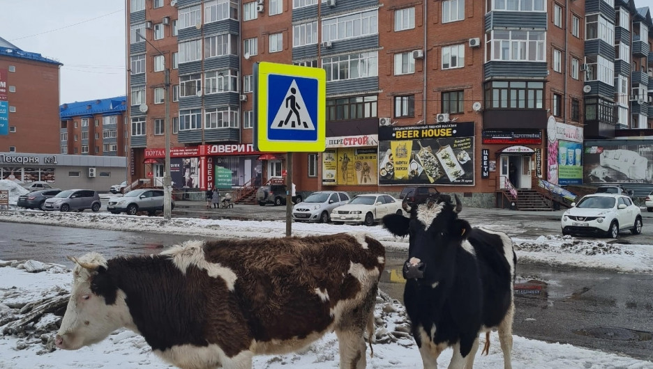 Коровы прогулялись по городу и зашли в мотосалон в Бийске