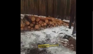 Вырубка леса в Завьяловском заказнике.