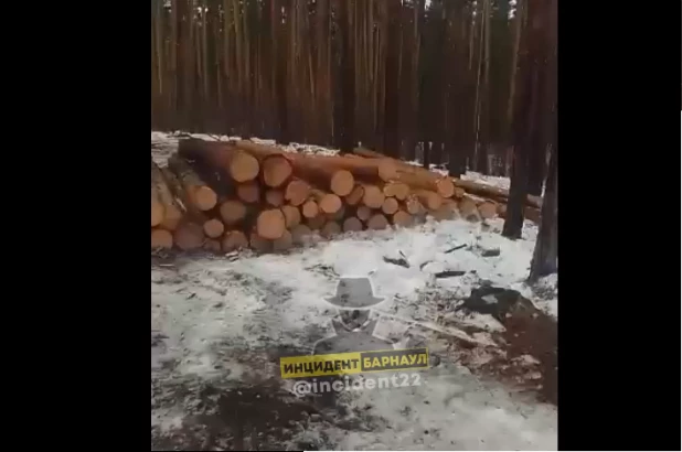 Вырубка леса в Завьяловском заказнике.