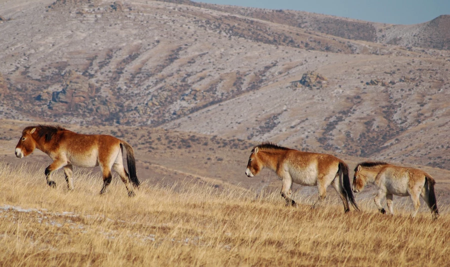 Лошади Пржевальского в Монголии. 