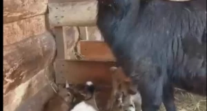 Пополнение в семье коз