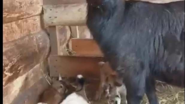 Пополнение в семье коз