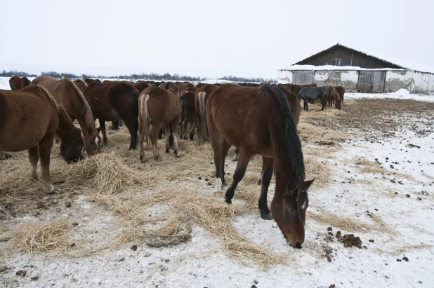 Село Смоленское Смоленского района. 