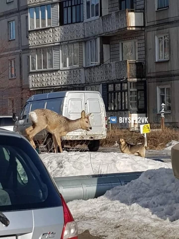 Очередную косулю заметили рядом с торговым центром в Бийске

