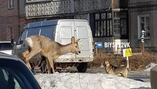 Очередную косулю заметили рядом с торговым центром в Бийске

