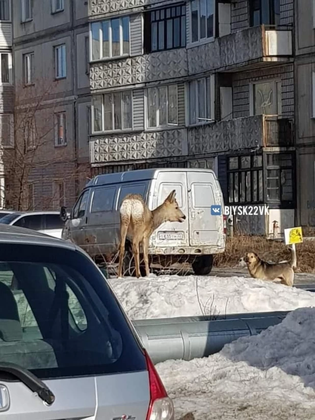 Очередную косулю заметили рядом с торговым центром в Бийске

