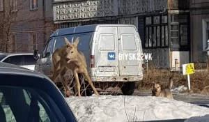 Очередную косулю заметили рядом с торговым центром в Бийске

