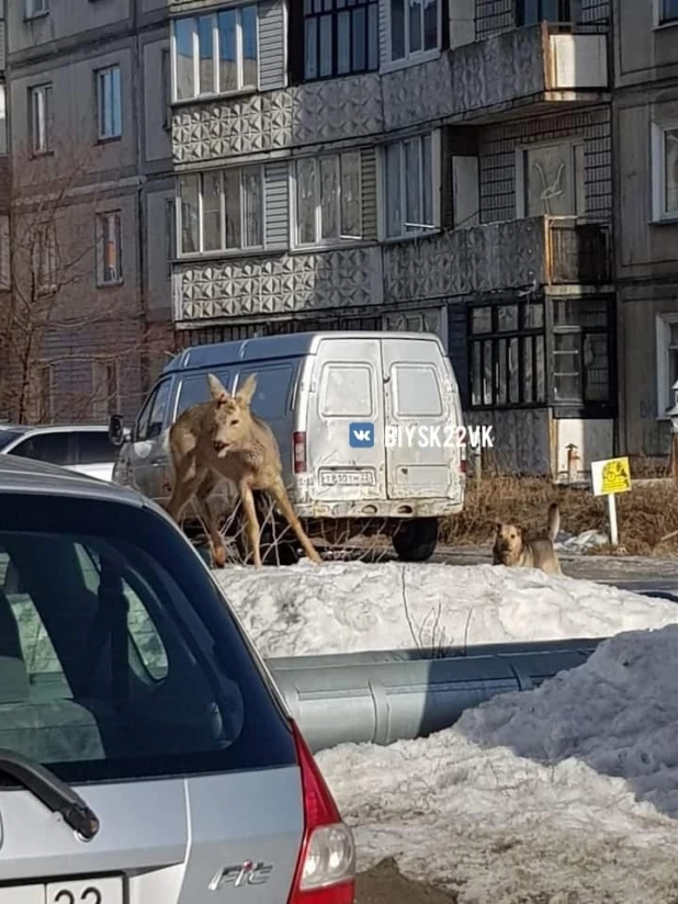 Очередную косулю заметили рядом с торговым центром в Бийске

