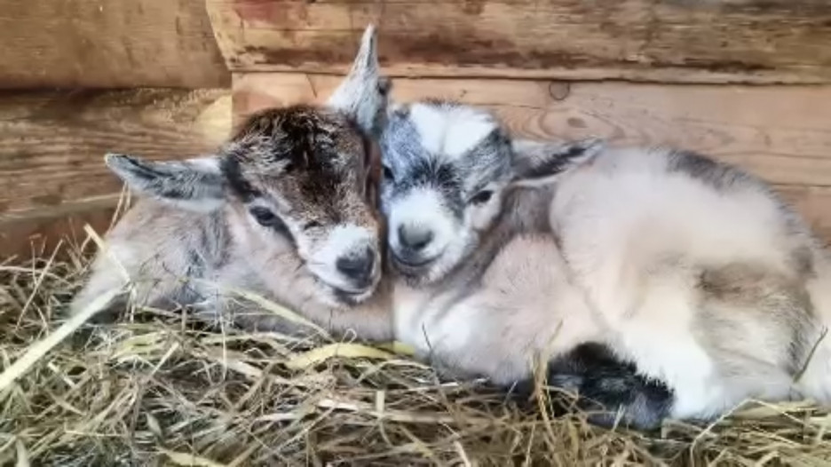 Собака козий. Четверо козлят. Коза с козлятами. Козленок 4 месяца белый. Четверо козлят.