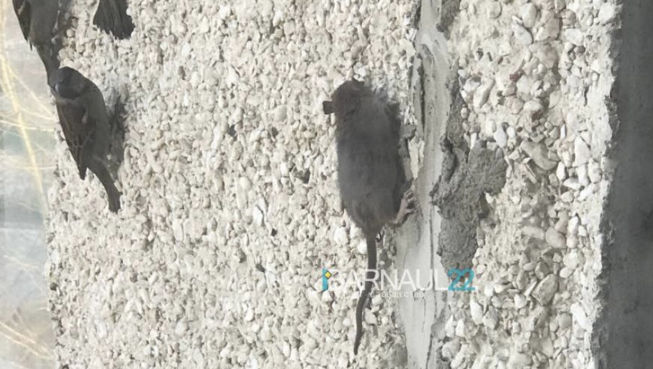 Крысы ползают по стенам барнаульского дома на ул. Попова