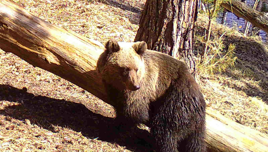 Первые медведи рано проснулись на Алтае
