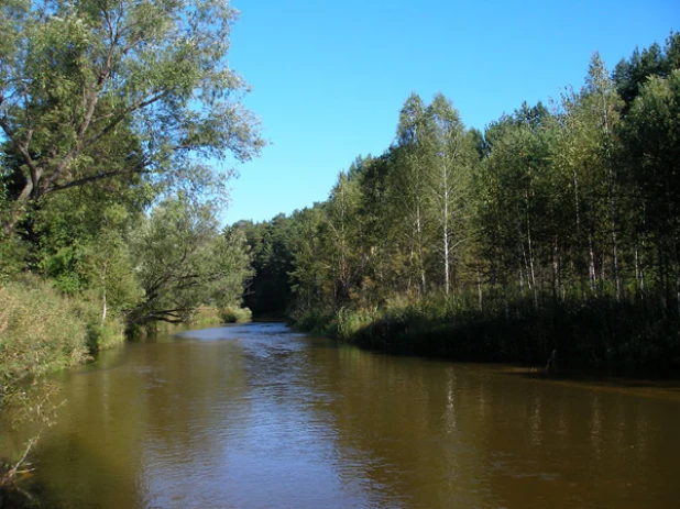 Река Барнаулка в бору около Барнаула.
