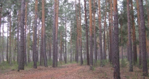 Барнаульский ленточный бор.

