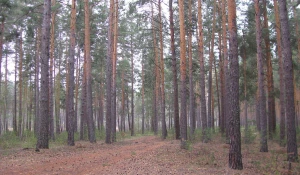 Барнаульский ленточный бор.
