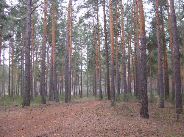 Барнаульский ленточный бор.
