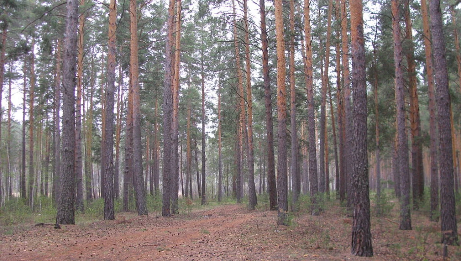 Барнаульский ленточный бор.
