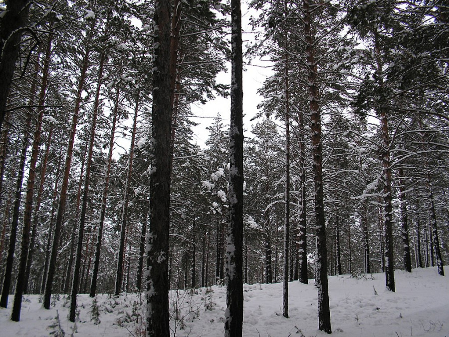 Барнаульский ленточный бор зимой.
