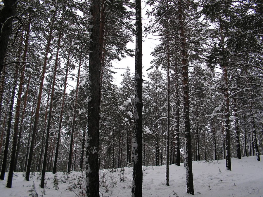 Барнаульский ленточный бор зимой.
