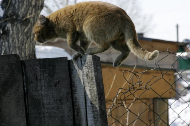 Кот, который гуляет сам по себе в Барнауле, фото 2006 года.