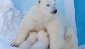 Белая медведица Герда с двумя детенышами