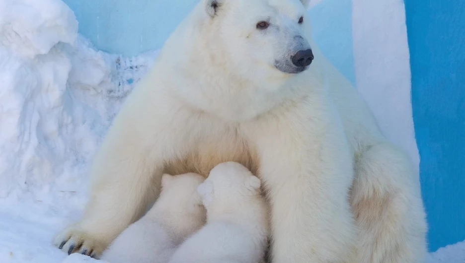 Белая медведица Герда с двумя детенышами