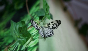  Выставка "Планета живых бабочек".