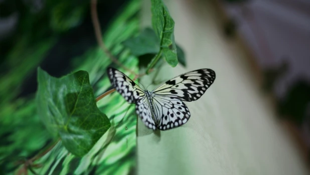  Выставка "Планета живых бабочек".