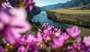 Фото цветущего маральника за перевалом Чике-Таман на Алтае.
