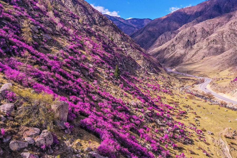 Фото цветущего маральника за перевалом Чике-Таман на Алтае.
