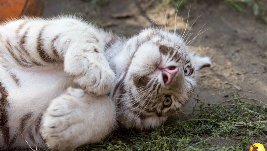 Малышей тигрят показал барнаульский зоопарк. Умилительное видео