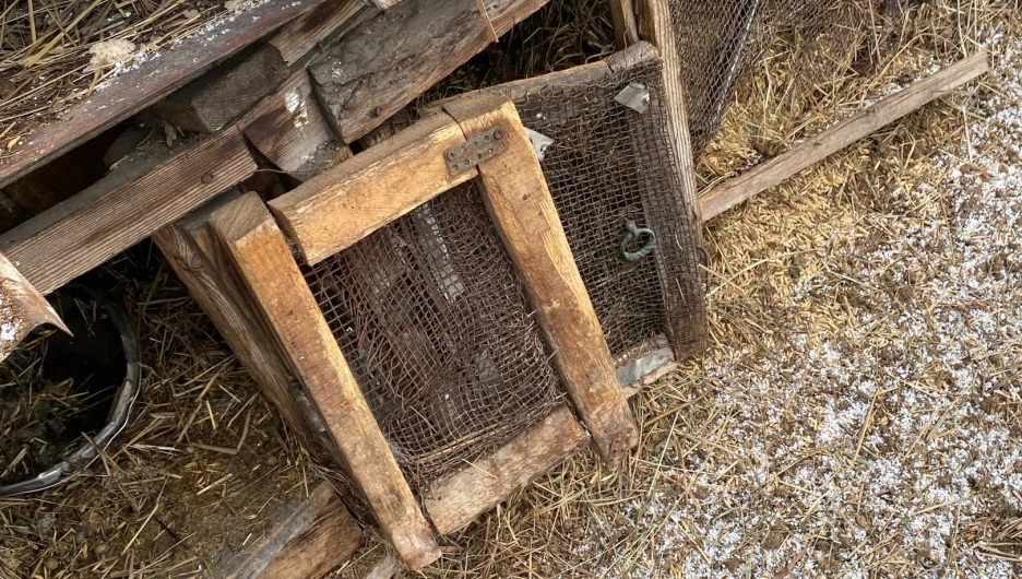 Неизвестное животное задушило кроликов в частном секторе в Бийске

