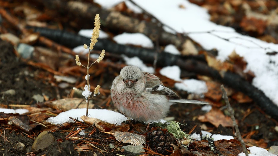 Весенние птицы