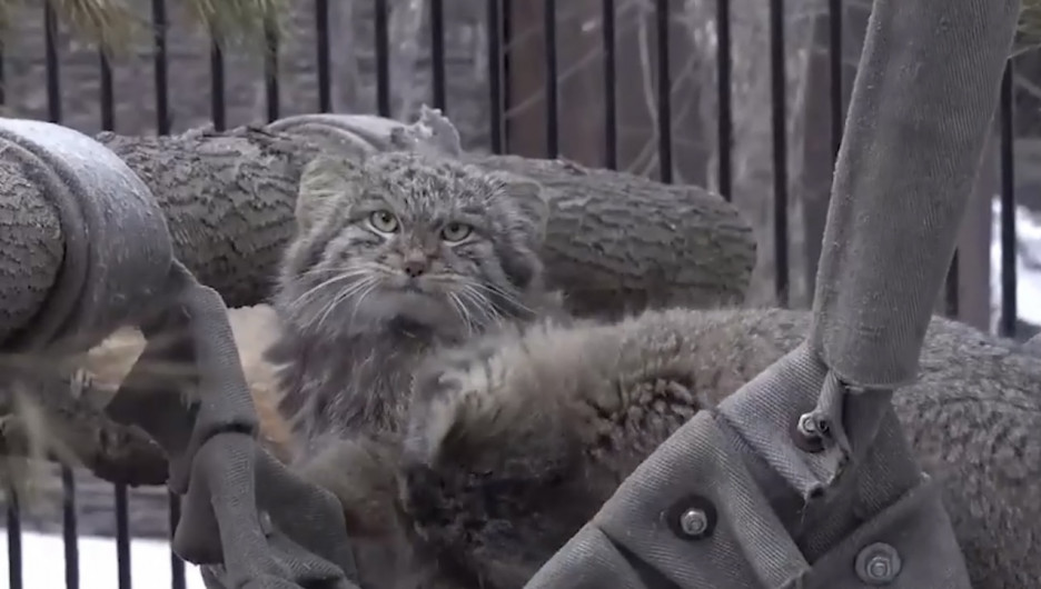 Манулы в Новосибирском зоопарке (скриншот из видео).