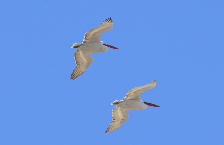 Пеликаны в Алтайском крае. 