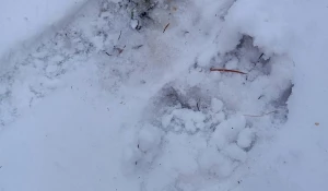 Следы бурого медведя