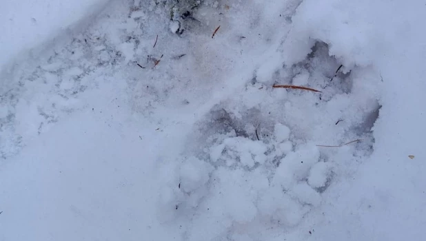 Следы бурого медведя