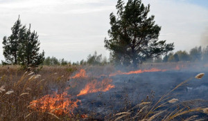 Лесной пожар в Михайловском районе.