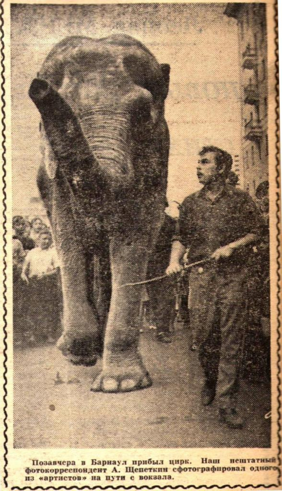 Слониха Катрин, самый крупный слон в стране, фото 1965 года.
