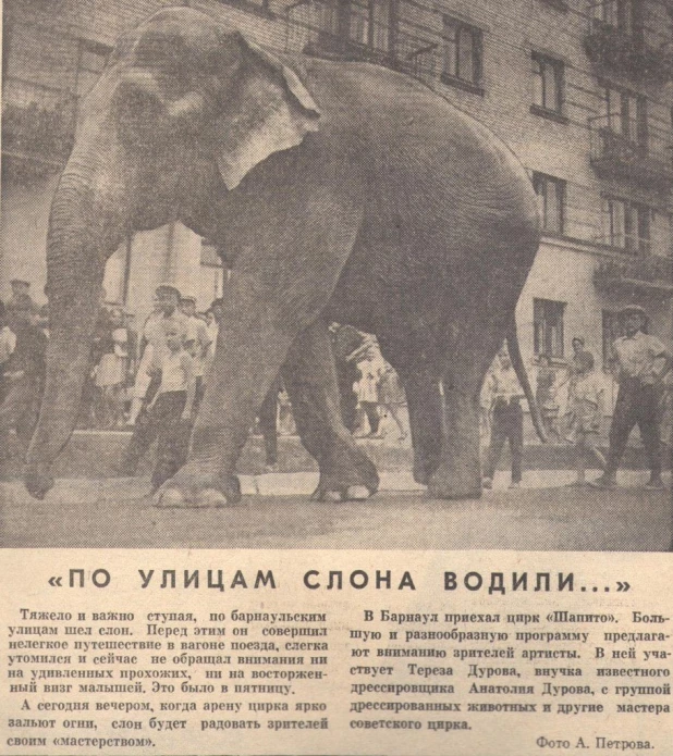 Слониха Катрин, самый крупный слон в стране, фото 1965 года.