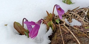 Весна. Цветы.