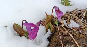 Весна. Цветы.