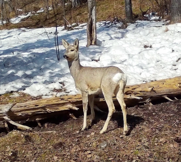 Косули в алтайском заповеднике.