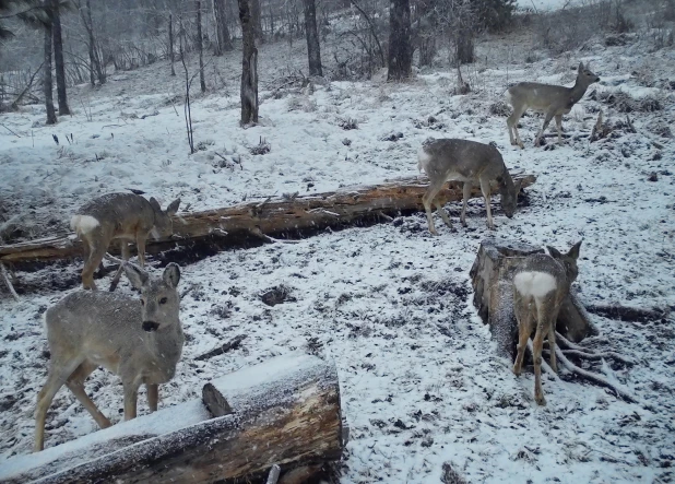 Косули в алтайском заповеднике.