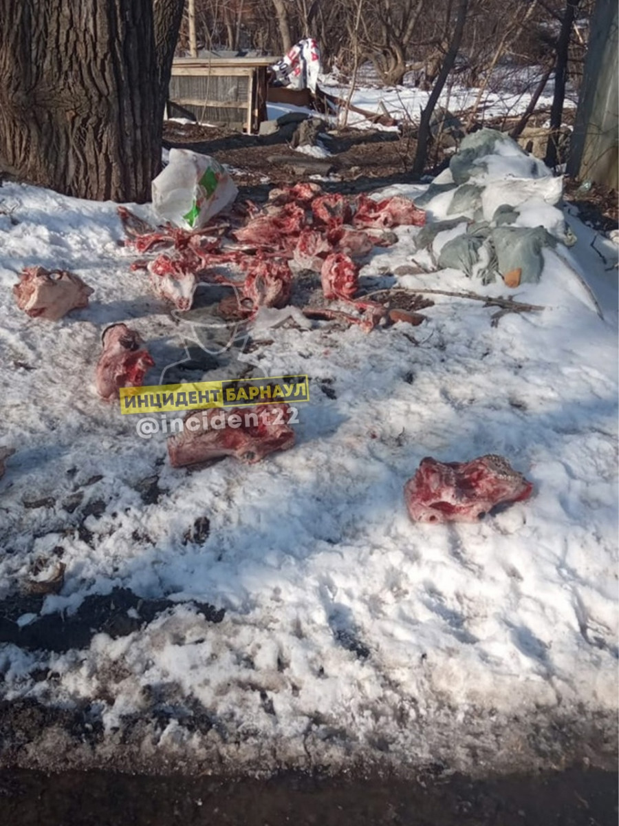 Обеспеченная дама раскидывает мясо по улице и кормит блудных собак в Барнауле