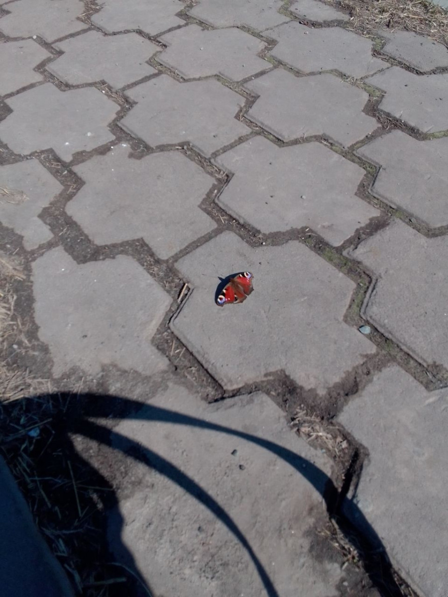 Первые бабочки